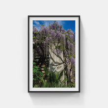 Load image into Gallery viewer, A143- Untermeyer Wisteria, Yonkers, NY