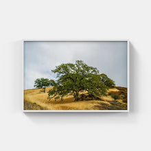 Load image into Gallery viewer, A094A- A Mighty Oak Stands, Sonoma, CA