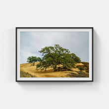 Load image into Gallery viewer, A094A- A Mighty Oak Stands, Sonoma, CA