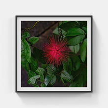 Load image into Gallery viewer, A158- Calliandra Haematocephala Haask (Powder Puff Tree), NY Botanical Gardens, Bronx, NY