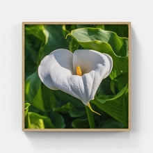 Load image into Gallery viewer, A164- Calla Lilly, Mattituck, NY
