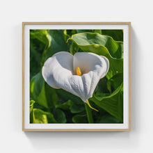 Load image into Gallery viewer, A164- Calla Lilly, Mattituck, NY