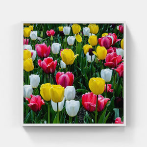 A163- Tulip Yellow, Red and White Bloom, Yonkers, NY