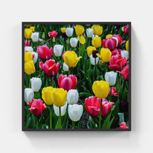 Load image into Gallery viewer, A163- Tulip Yellow, Red and White Bloom, Yonkers, NY