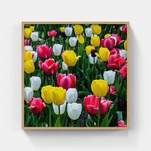 A163- Tulip Yellow, Red and White Bloom, Yonkers, NY