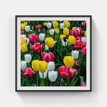 Load image into Gallery viewer, A163- Tulip Yellow, Red and White Bloom, Yonkers, NY