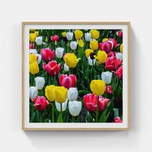 Load image into Gallery viewer, A163- Tulip Yellow, Red and White Bloom, Yonkers, NY