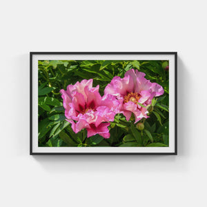 A165- Double Pink Peonies, Yonkers, NY