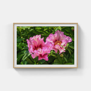 A165- Double Pink Peonies, Yonkers, NY