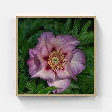 Load image into Gallery viewer, A166- Pink Peony, Yonkers, NY