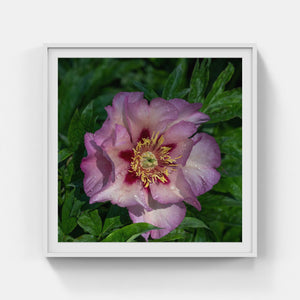 A166- Pink Peony, Yonkers, NY
