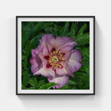 Load image into Gallery viewer, A166- Pink Peony, Yonkers, NY