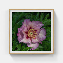 Load image into Gallery viewer, A166- Pink Peony, Yonkers, NY