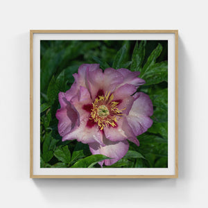 A166- Pink Peony, Yonkers, NY