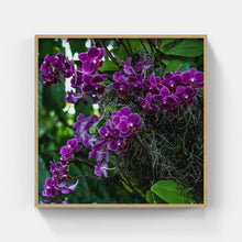 Load image into Gallery viewer, A178- Phalaenopsis Orchid Purple, NY Botanical Gardens, Bronx, NY