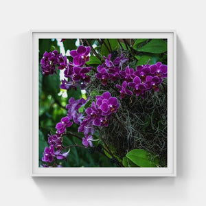 A178- Phalaenopsis Orchid Purple, NY Botanical Gardens, Bronx, NY