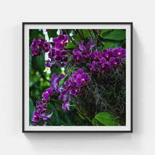 Load image into Gallery viewer, A178- Phalaenopsis Orchid Purple, NY Botanical Gardens, Bronx, NY