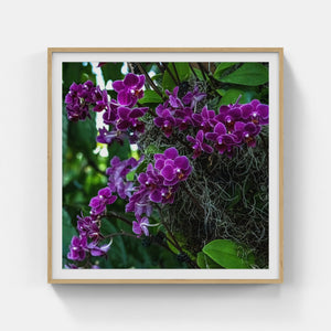 A178- Phalaenopsis Orchid Purple, NY Botanical Gardens, Bronx, NY
