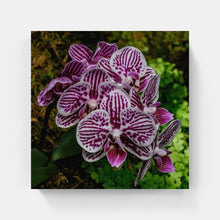 Load image into Gallery viewer, A177- Phalaenopsis Orchid 3 “Moth Orchid”,, NY Botanical Gardens, Bronx, NY