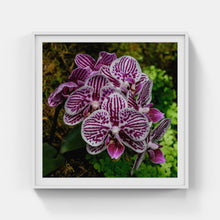 Load image into Gallery viewer, A177- Phalaenopsis Orchid 3 “Moth Orchid”,, NY Botanical Gardens, Bronx, NY