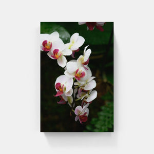 A176- Phalaenopsis Orchid 2 “Moth Orchid”, NY Botanical Gardens, Bronx, NY