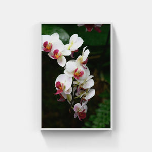 A176- Phalaenopsis Orchid 2 “Moth Orchid”, NY Botanical Gardens, Bronx, NY
