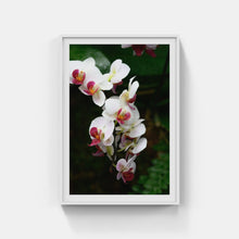 Load image into Gallery viewer, A176- Phalaenopsis Orchid 2 “Moth Orchid”, NY Botanical Gardens, Bronx, NY