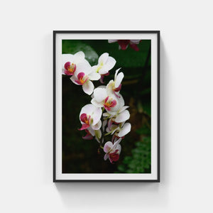 A176- Phalaenopsis Orchid 2 “Moth Orchid”, NY Botanical Gardens, Bronx, NY