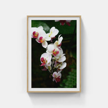 Load image into Gallery viewer, A176- Phalaenopsis Orchid 2 “Moth Orchid”, NY Botanical Gardens, Bronx, NY
