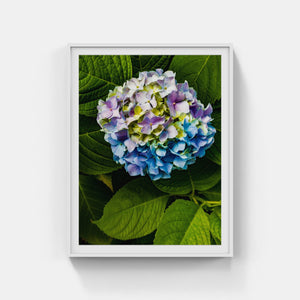 A167- Mophead Hydrangea Blue, Pink and Yellow, Yonkers, NY, Yonkers, NY
