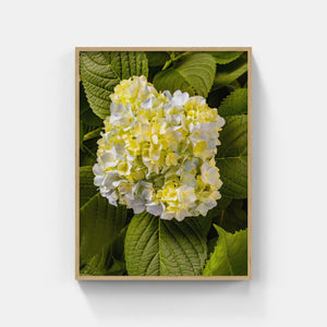 A168- Mophead Hydrangea White and Yellow, Yonkers, NY