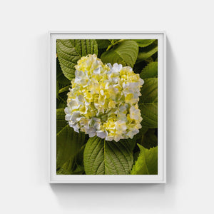 A168- Mophead Hydrangea White and Yellow, Yonkers, NY