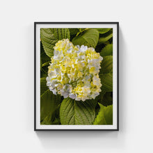 Load image into Gallery viewer, A168- Mophead Hydrangea White and Yellow, Yonkers, NY