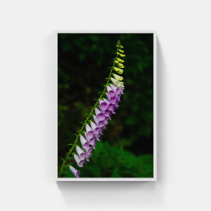 A170- Foxglove, Mattituck, NY