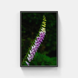 A170- Foxglove, Mattituck, NY