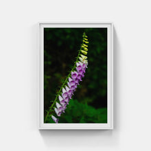 Load image into Gallery viewer, A170- Foxglove, Mattituck, NY