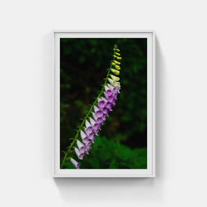 A170- Foxglove, Mattituck, NY