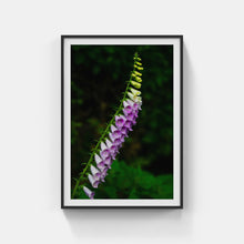 Load image into Gallery viewer, A170- Foxglove, Mattituck, NY