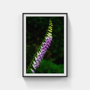 A170- Foxglove, Mattituck, NY