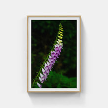 Load image into Gallery viewer, A170- Foxglove, Mattituck, NY