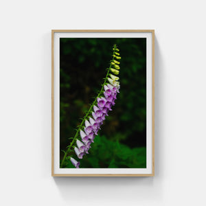 A170- Foxglove, Mattituck, NY