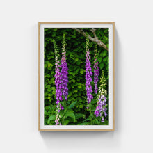 Load image into Gallery viewer, A171- Foxglove Grove, Mattituck, NY