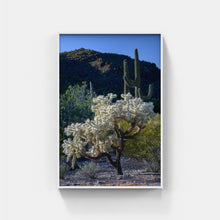 Load image into Gallery viewer, A080- Jumping Cholla, Organ Pipe Cactus National Monument, AZ
