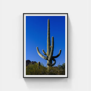 A088- Majestic Saguaro Cactus, Organ Pipe Cactus National Monument, AZ