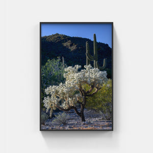 A080- Jumping Cholla, Organ Pipe Cactus National Monument, AZ